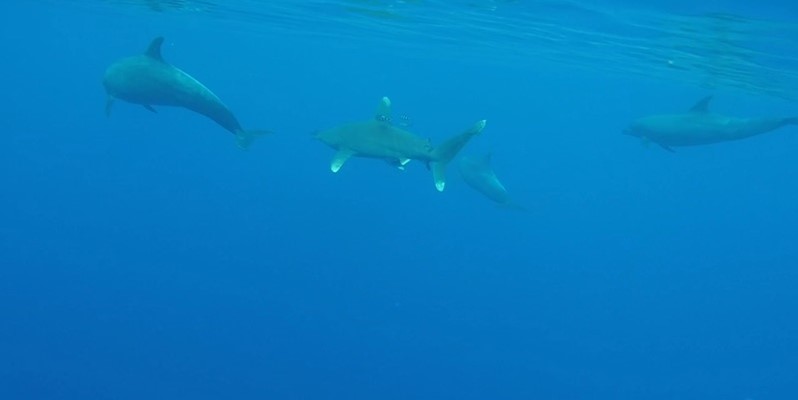Bottlenose Dolphins and Oceanic White Tip on the way to Elphinstone by Petra